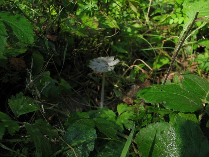 Coprinus lagopus